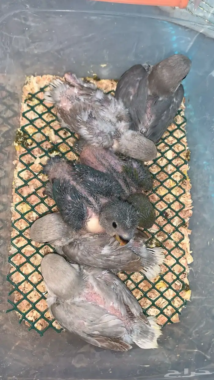 6 فروخ روز ( تم البيع ) 0