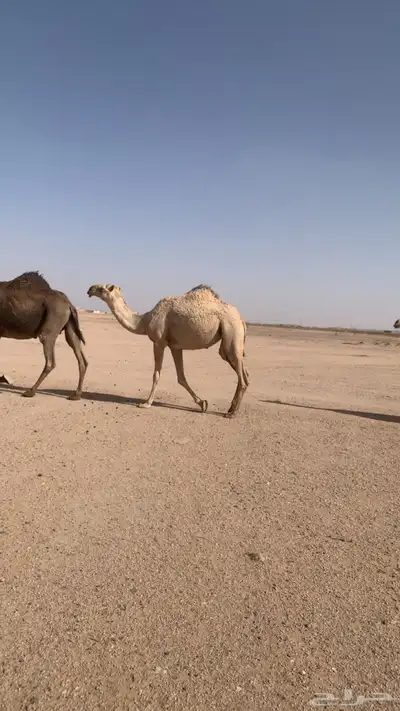 للبيع بكره شقحا لقية 2