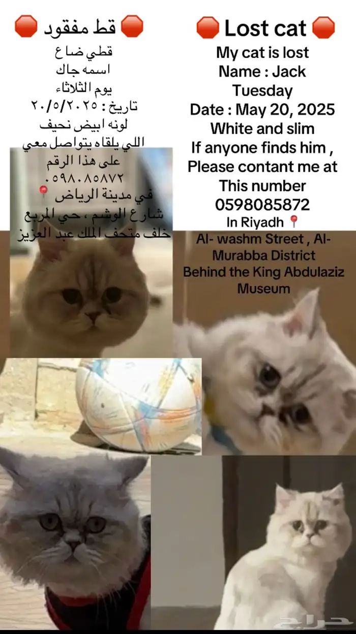 قط مفقود في الرياض 0