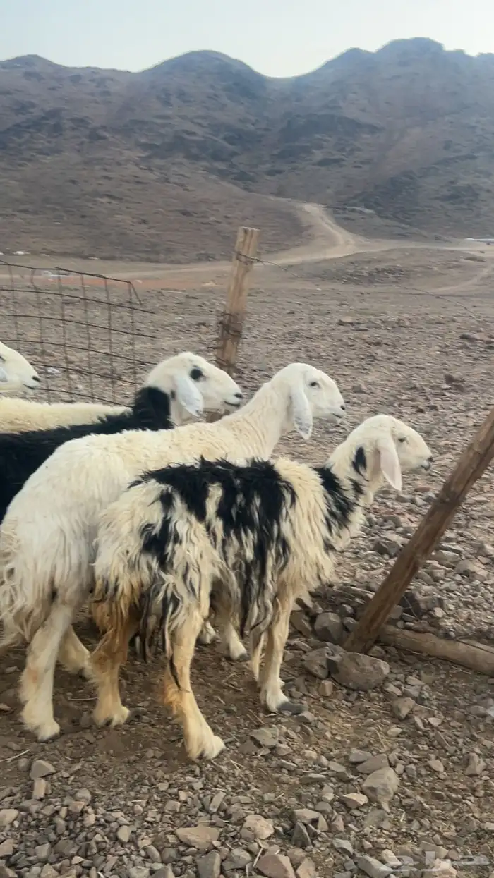 ضان حيل ضحايا فل شحم 16