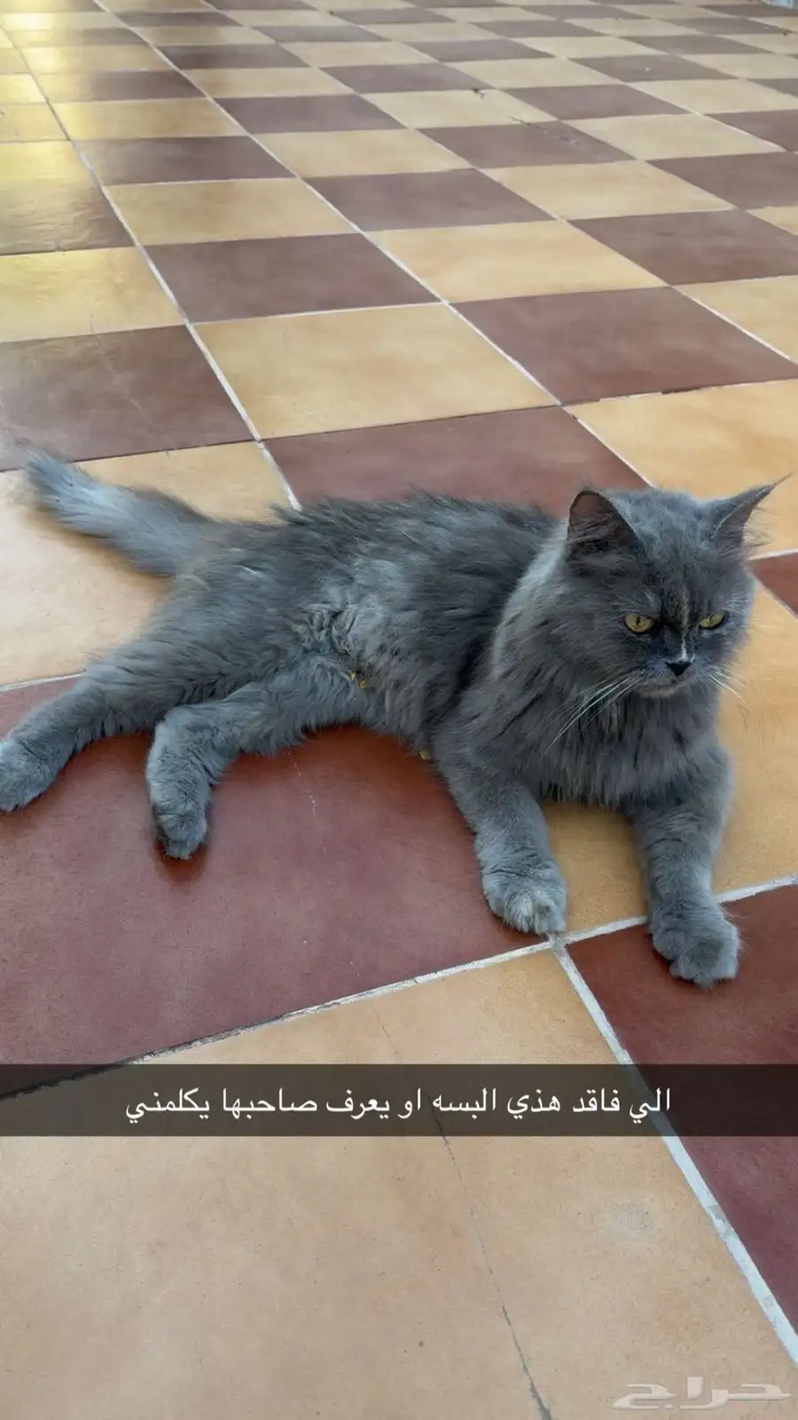 قطه مفقوده 0