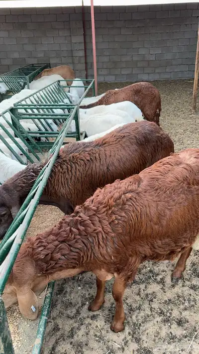 ذبايح واضاحي نعيمي وحري وسواكني طيبه متوفر تمارا 3