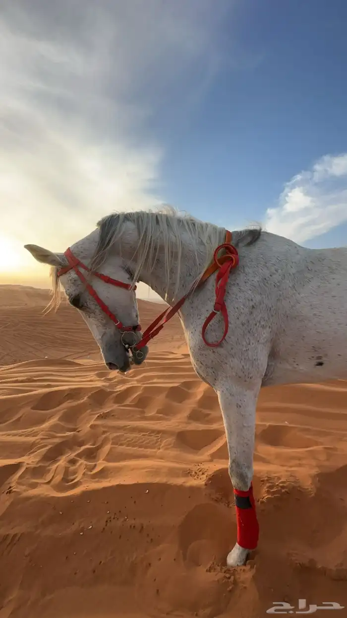 فرس شعبيه شيخه 2