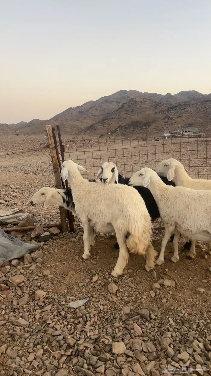 ضان حيل ضحايا فل شحم 5