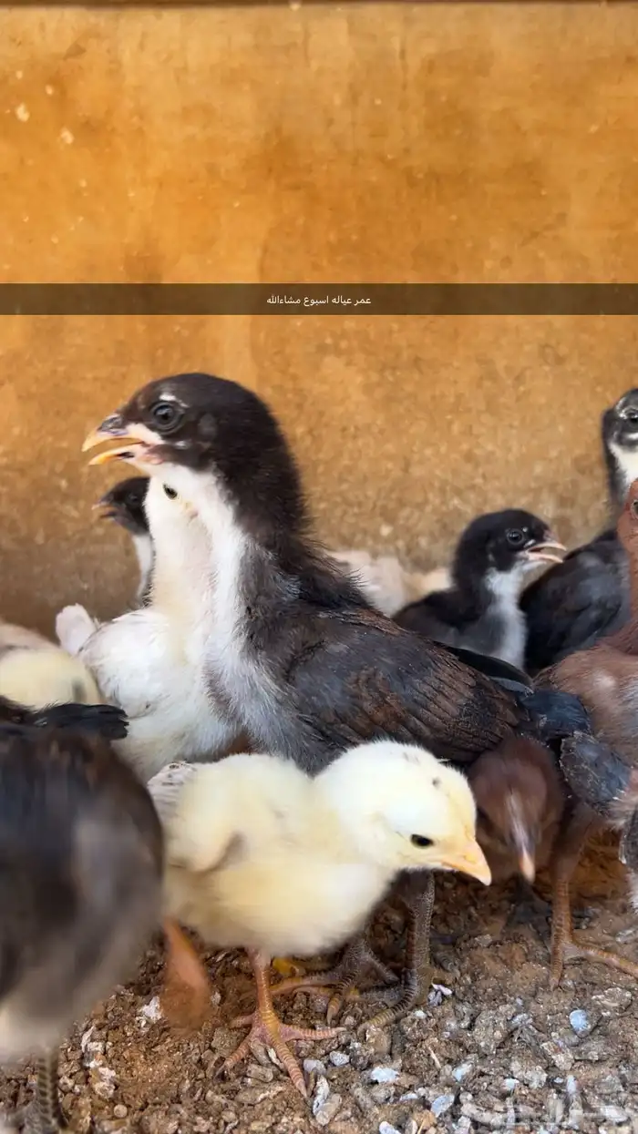 ديك باكستاني حار توب التوب 6