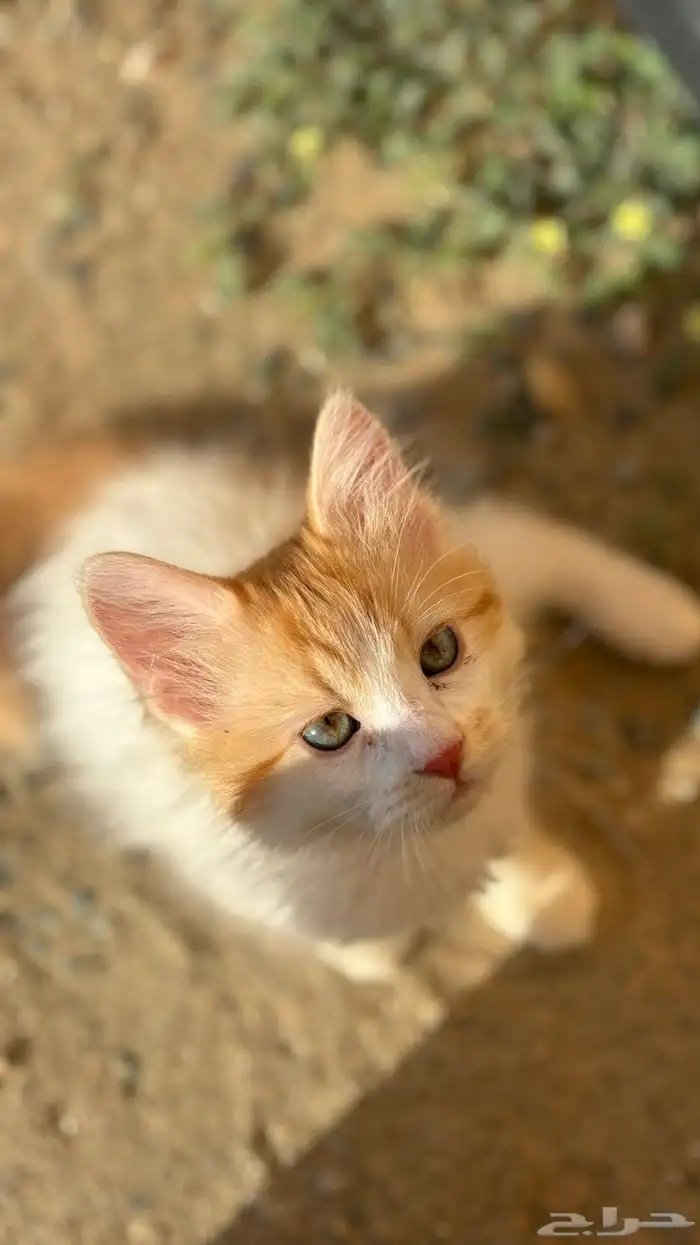 قطو ضايع اللي يلقاه له مكافاه ماليه 1