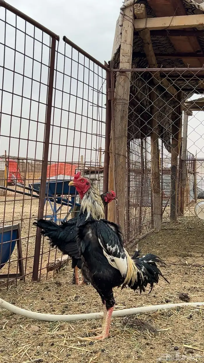 ديك باكستاني حار توب التوب 2