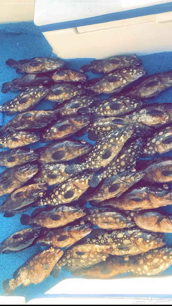 اسماك اليوم طازه 6