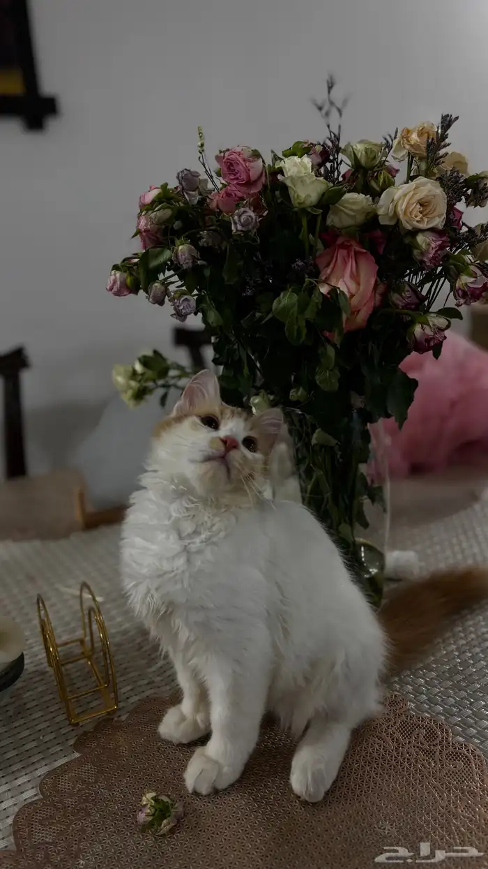 قطو ضايع اللي يلقاه له مكافاه ماليه 3