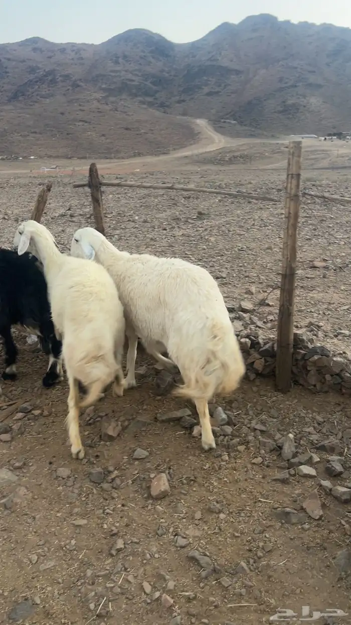 ضان حيل ضحايا فل شحم 1
