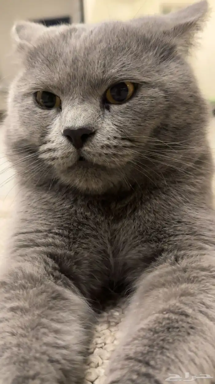 قط سكوتش بريطاني مفقود 0