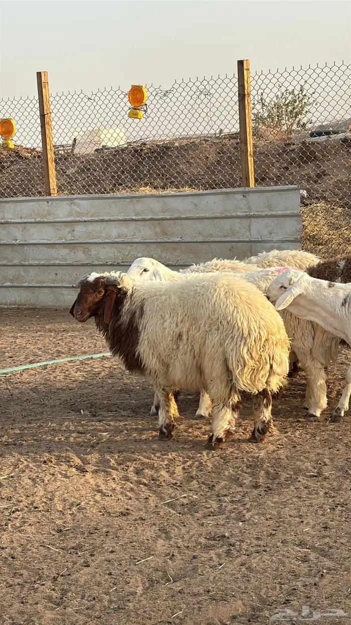 ذبايح نعيمي وحري هرفي نعيمي جبر 4