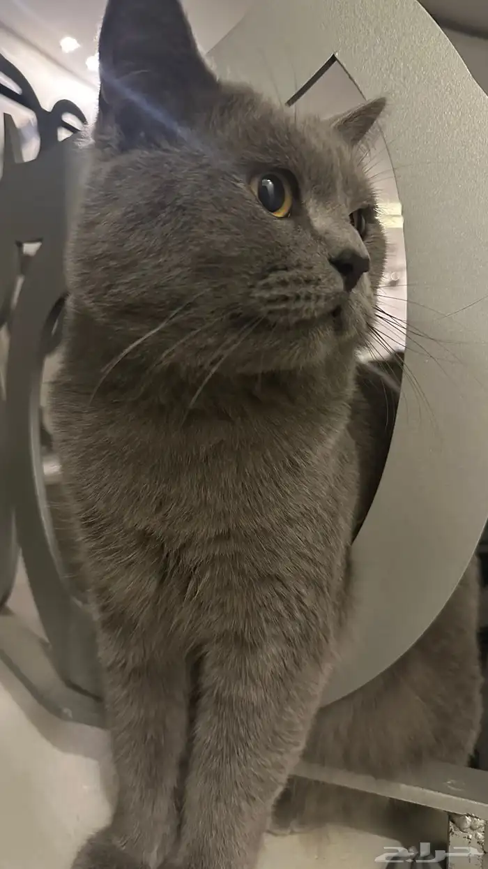 قط سكوتش بريطاني مفقود 1