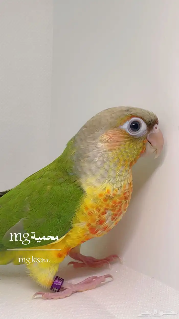كنيورات فروخ ومفطوم واليف تم البيع الله يبارك 4