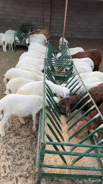 ذبايح واضاحي نعيمي وحري وسواكني طيبه متوفر تمارا 2