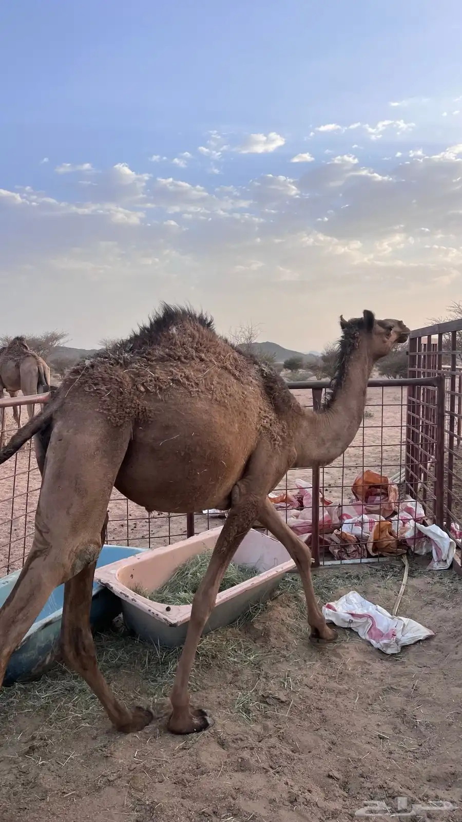 بكره حقه 0