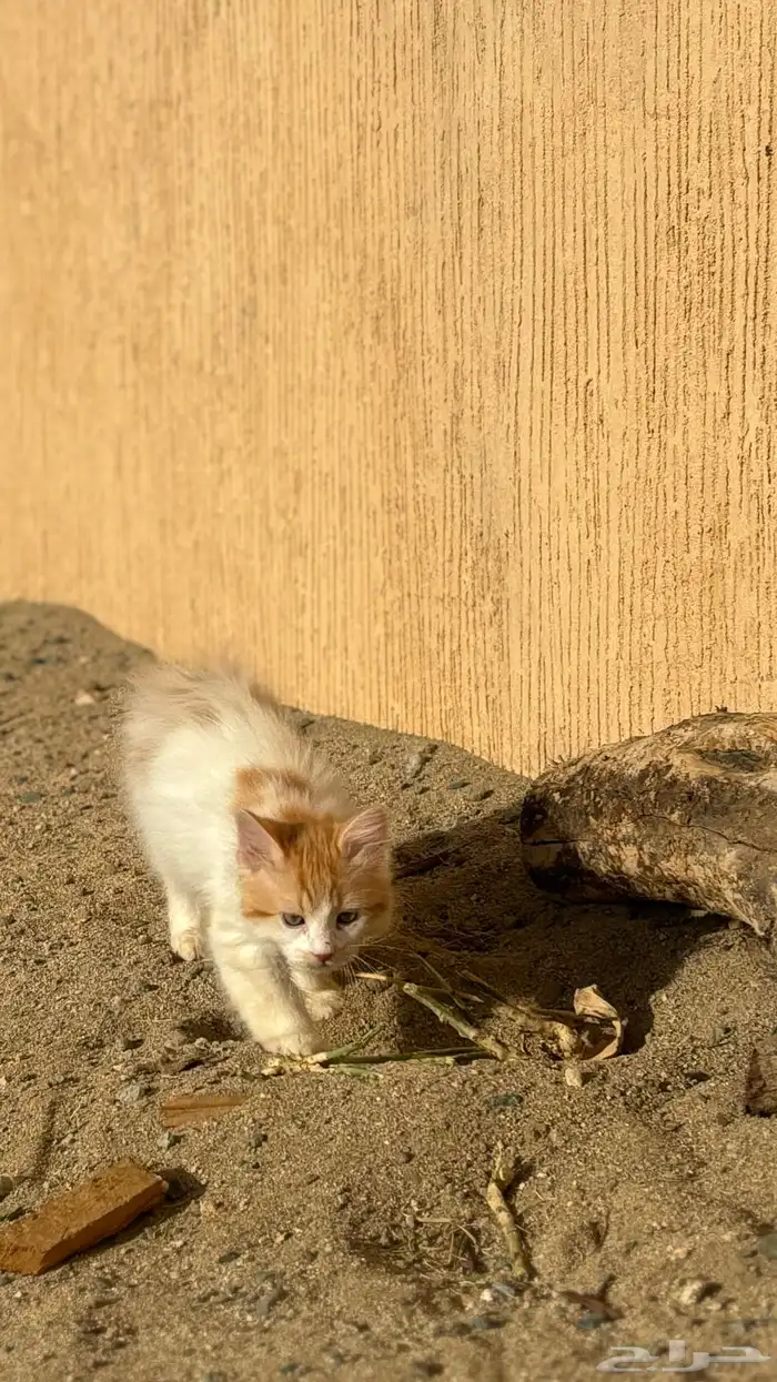 قطو ضايع اللي يلقاه له مكافاه ماليه 2