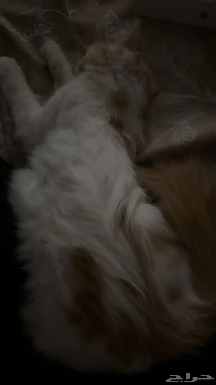 قطو ضايع اللي يلقاه له مكافاه ماليه 4