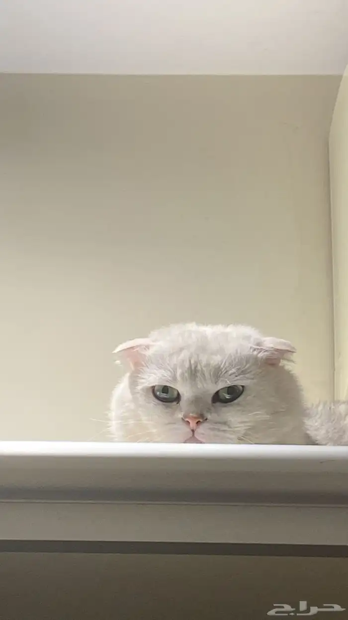 قط سكوتش فولد 1