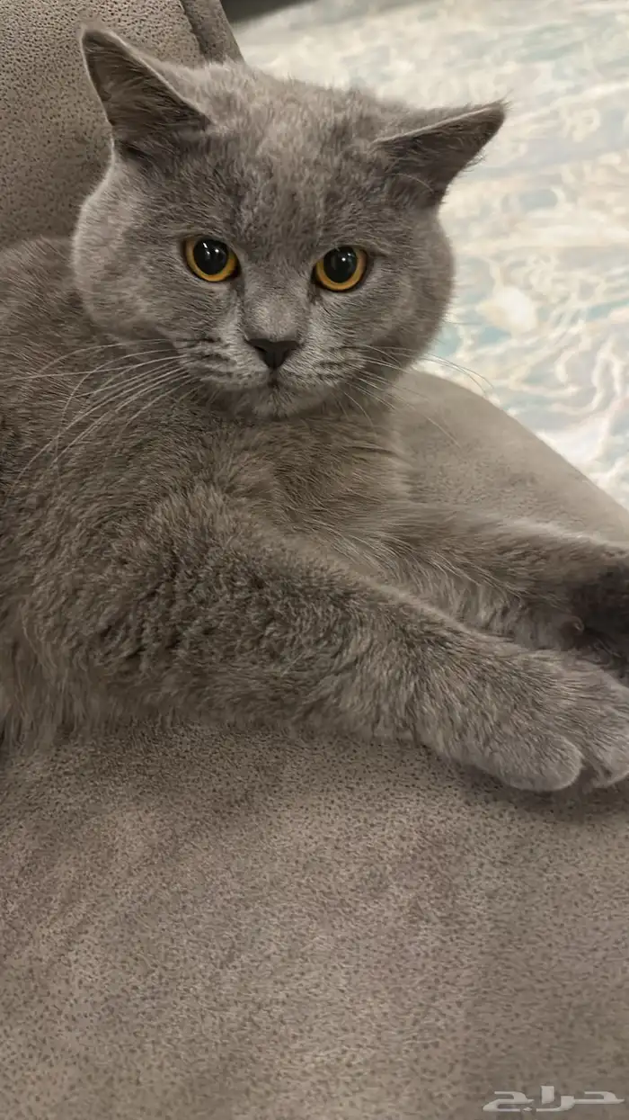 قط سكوتش بريطاني مفقود 2