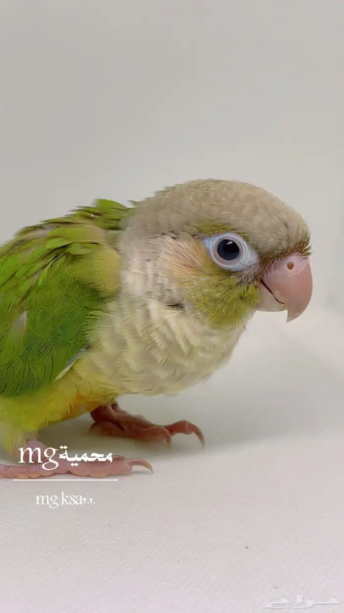 كنيورات فروخ ومفطوم واليف تم البيع الله يبارك 0