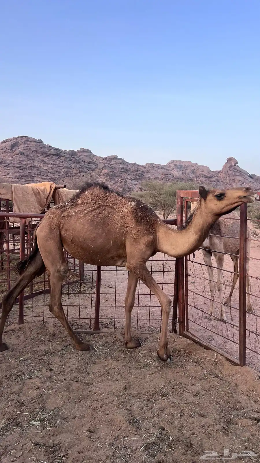 بكره حقه 1