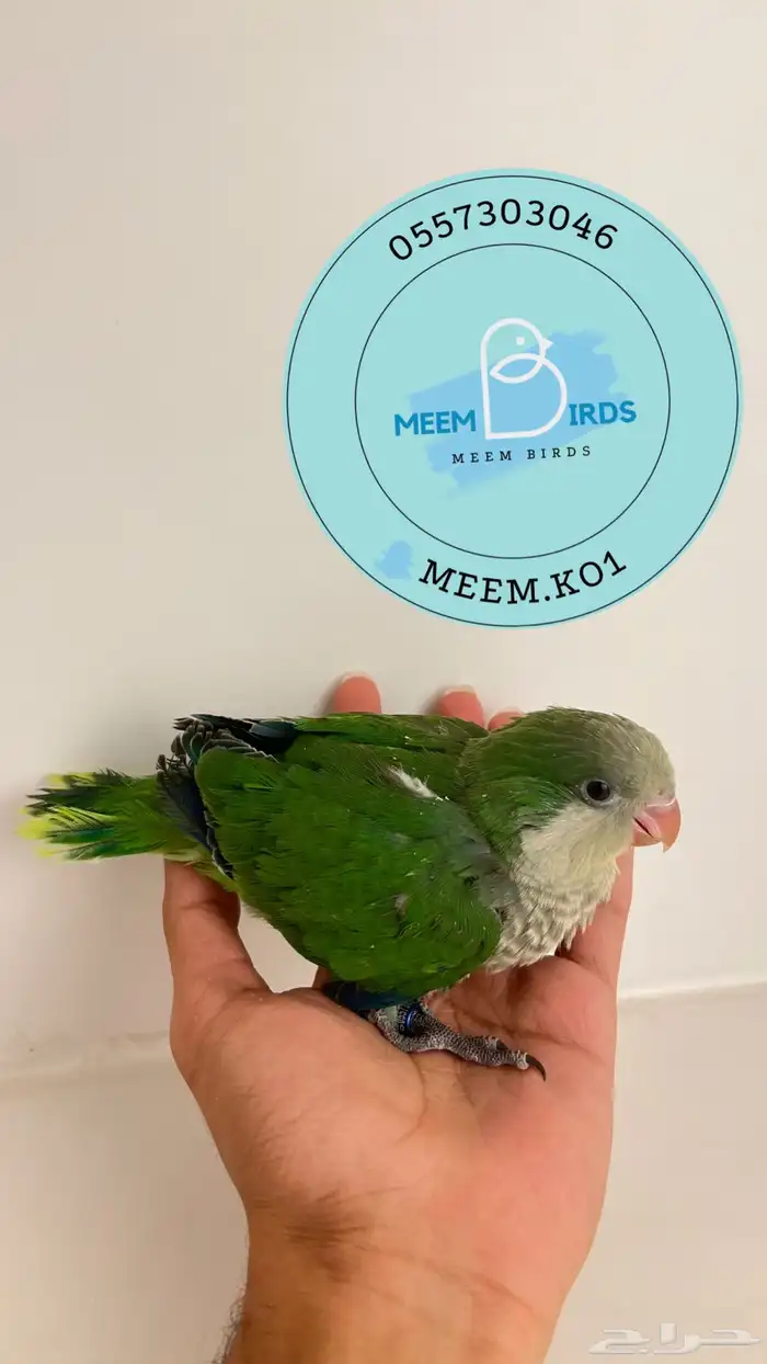 فرخ كويكر اخضر 1