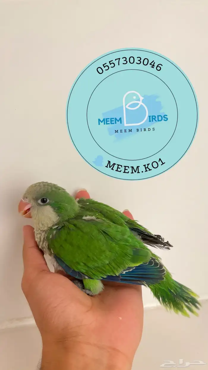 فرخ كويكر اخضر 0