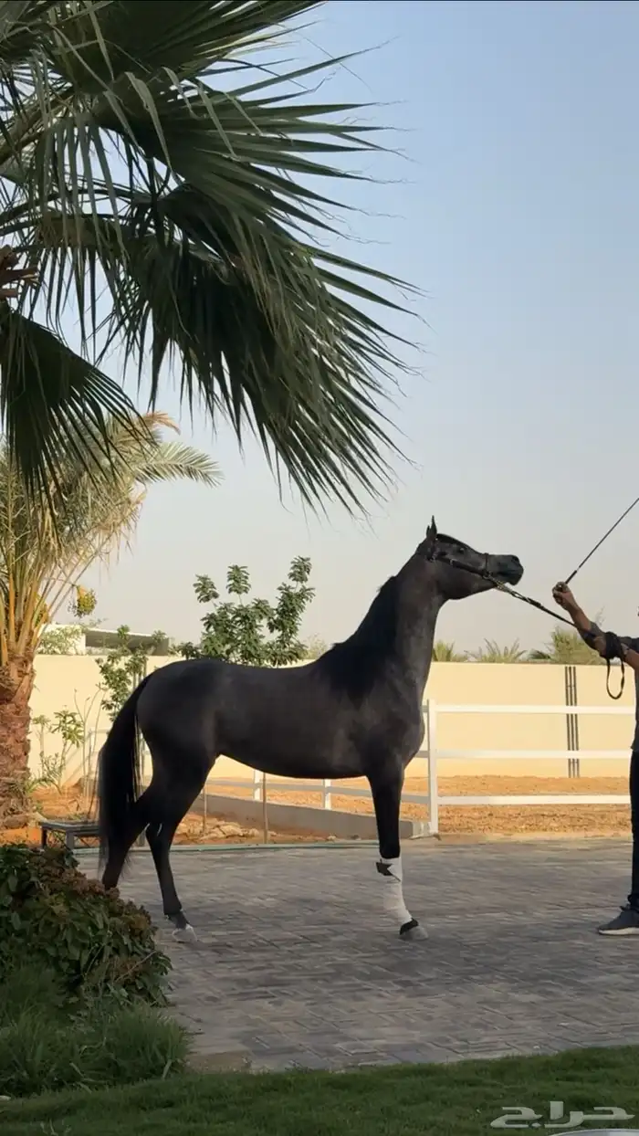 ايواء خيل ديراب خلف مركز الملك عبدالعزيز غرف نشاره 2