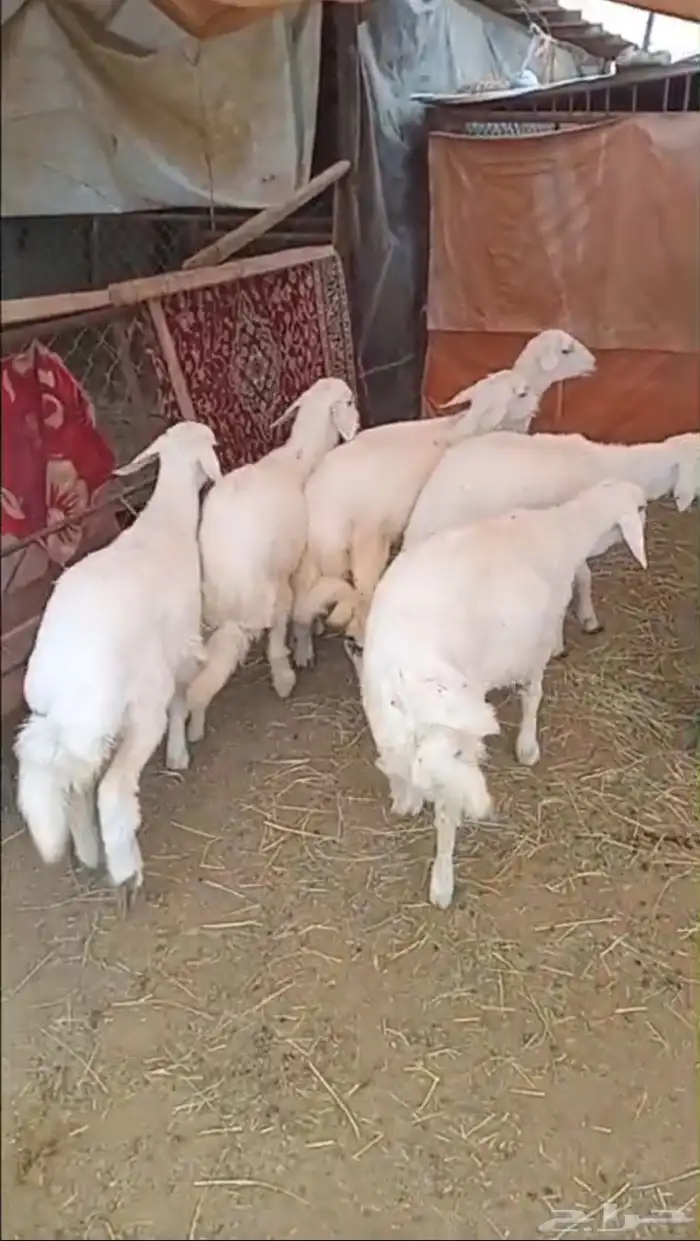 خرفان اضاحي 0