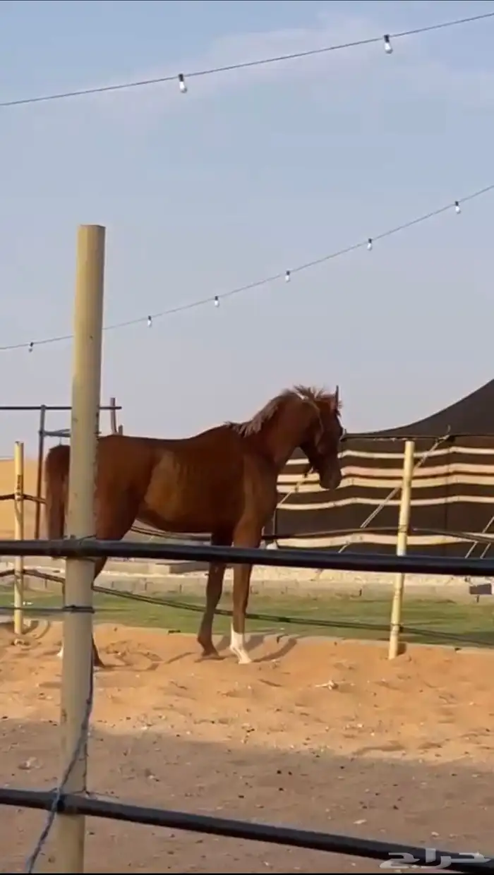 حصان واهو والبيع شعبي 3
