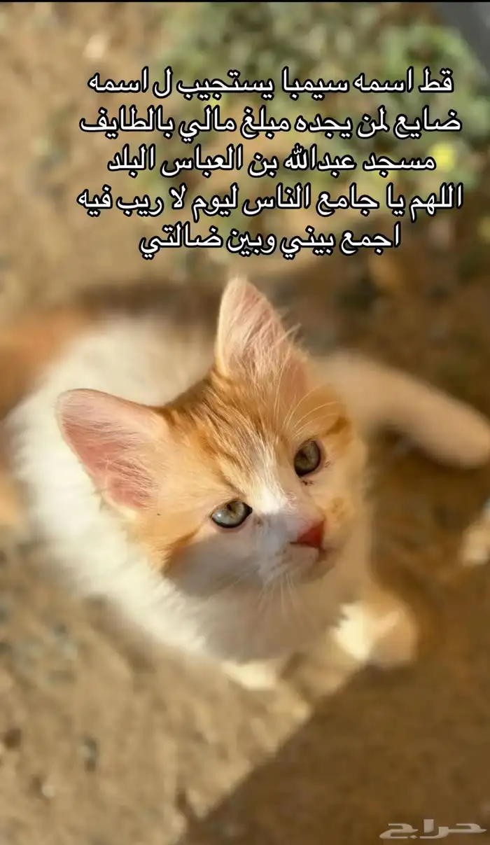 مفقود الطايف اسمه سيمبا اللي يلقاه له مبلغ مالي 0