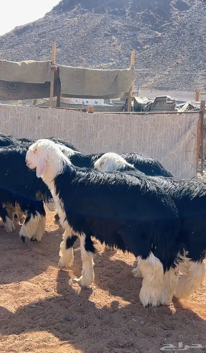 نجد جبرة 3