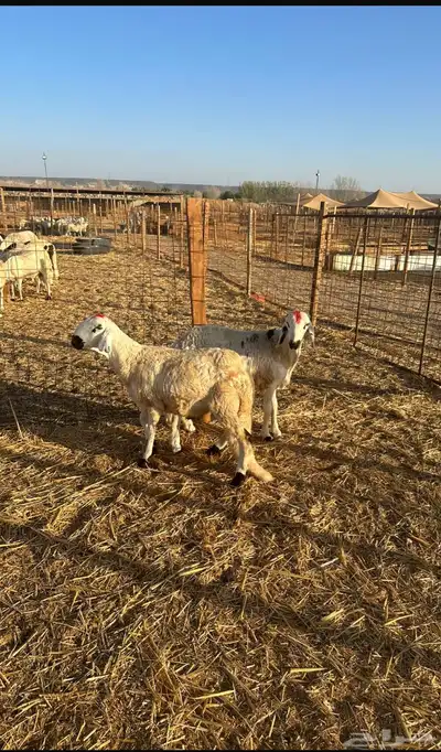 غنم للبيع اسعار في متناول الجميع متوفر اضاحي 6