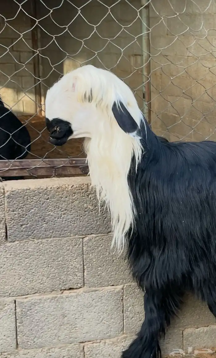 طلي فاخر نجدي ادغم - دغم 0