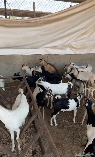 تيوس يمنيه 4