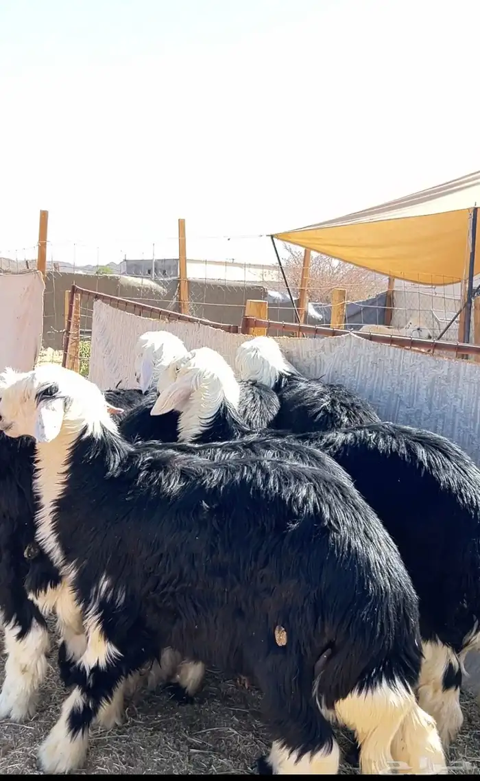 نجد جبرة 0