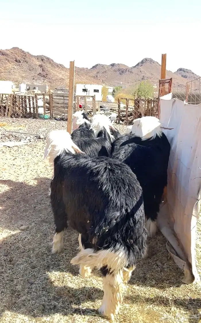 نجد جبرة 4