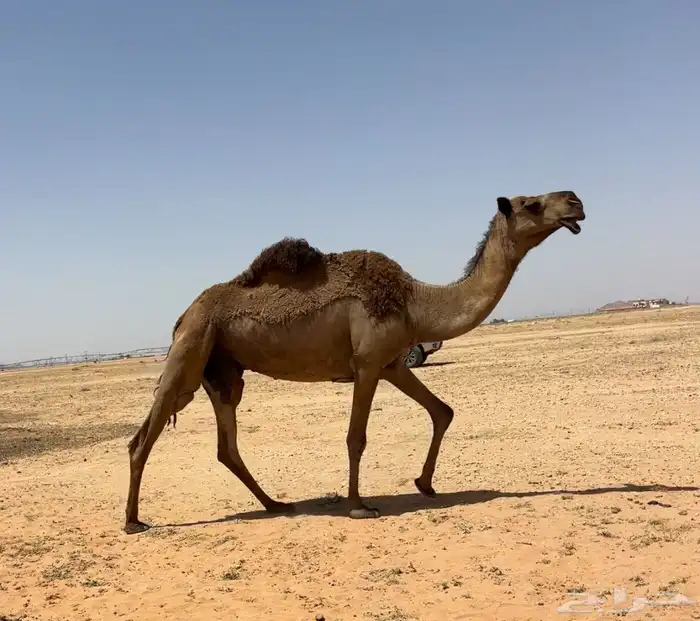 عشرا صفرا 2