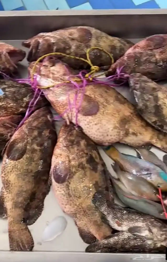 اسماك اليوم طازه 8