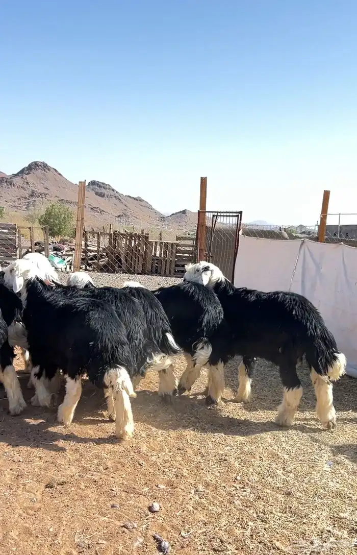 نجد جبرة 7