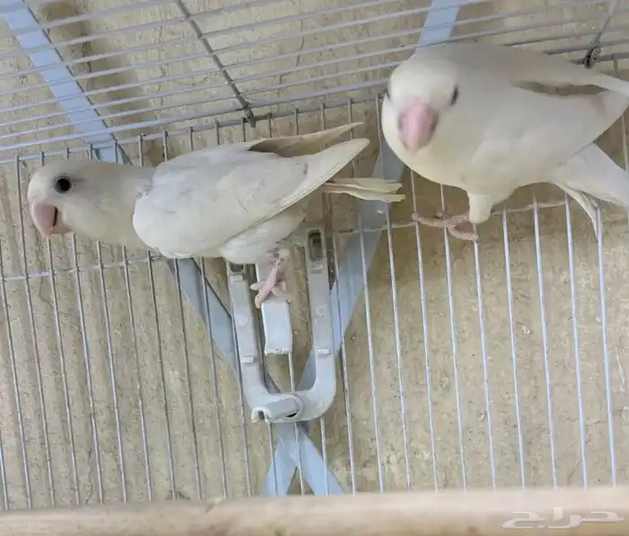 جوز روز البينو منتج 0