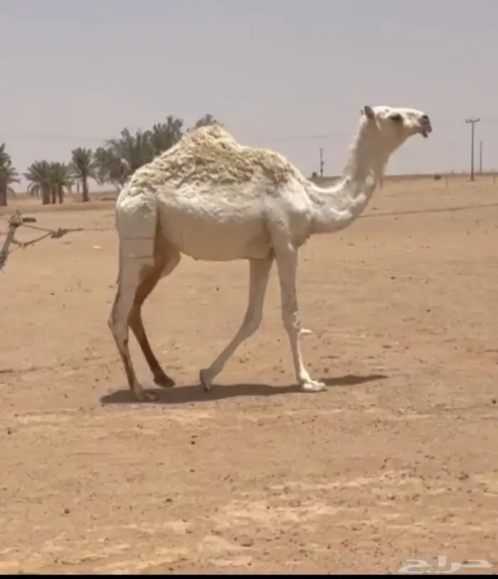 مفروده باتليه كفوو 0