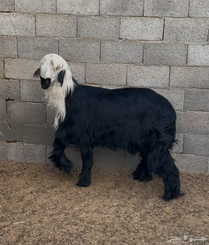 طلي فاخر نجدي ادغم - دغم 4