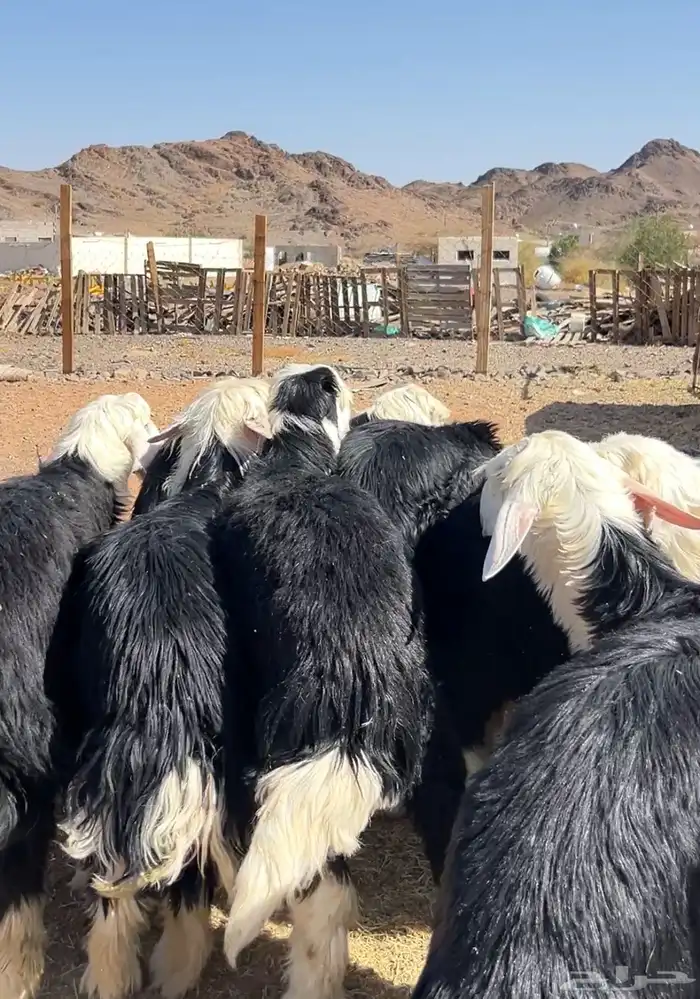 نجد جبرة 8