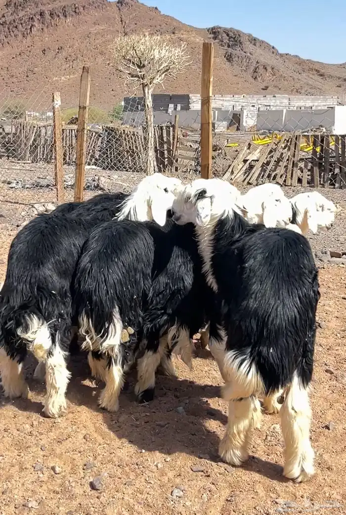 نجد جبرة 2