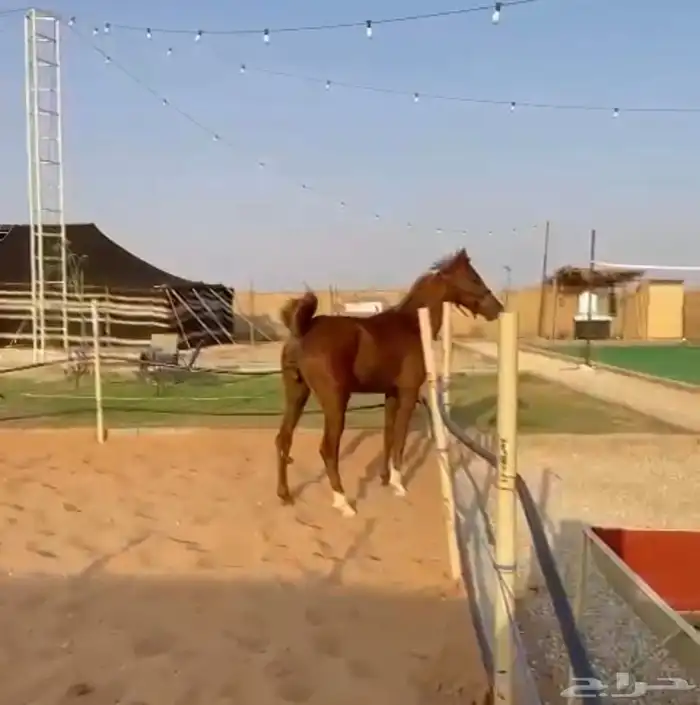 حصان واهو والبيع شعبي 1