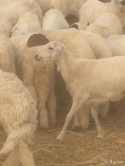 غنم للبيع اسعار في متناول الجميع متوفر اضاحي 0