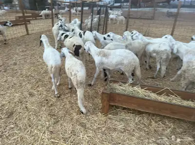 غنم للبيع اسعار في متناول الجميع متوفر اضاحي 1