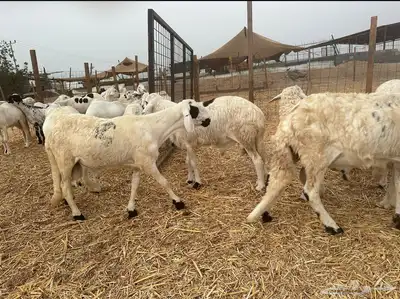 غنم للبيع اسعار في متناول الجميع متوفر اضاحي 2